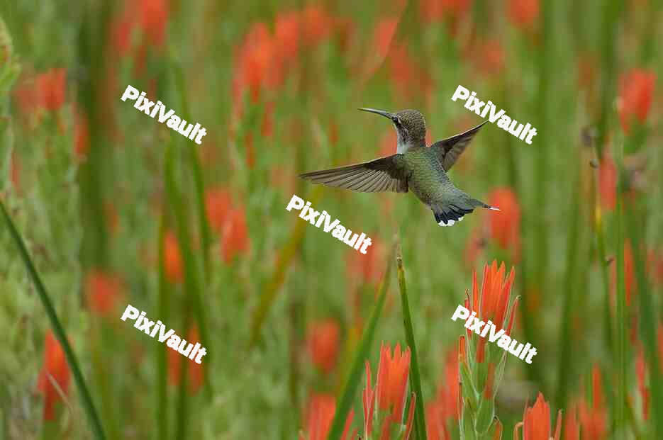 Hummingbird flying